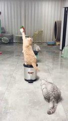 मजेदार बिल्ली के बा। बहुत मजेदार बिल्ली के वीडियो बा