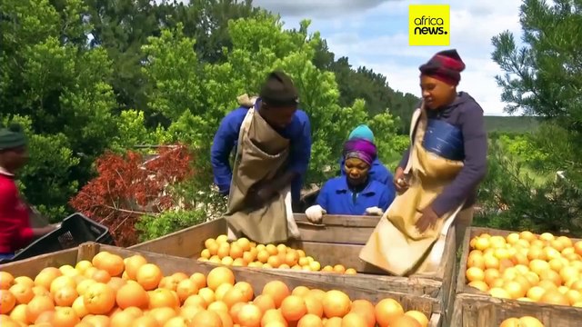 US tariffs threaten South African industries, undermine livelihoods