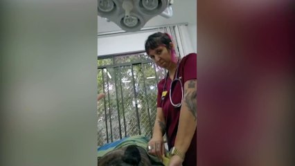 Protetora desabafa após cachorra atacada com golpes de machado morrer e agressor ser solto