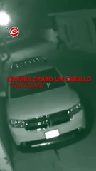 VIDEO: "Caballo fantasma" es captado en cámaras y desata misterio en redes sociales