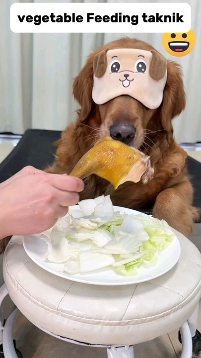 funny dog