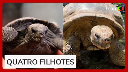 Tartaruga-das-galápagos se torna mãe pela primeira vez aos 100 anos