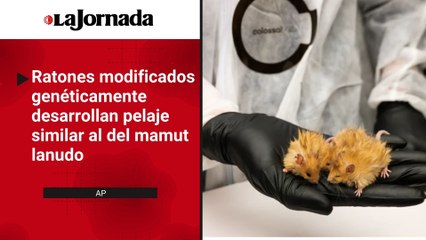 Científicos diseñan genéticamente ratones con pelo similar al de los mamuts lanudos