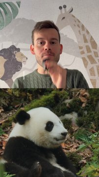 🎥 Interview avec Gilles de Maistre pour ”Moon, Le Panda” 🐼🎬Comment on tourne avec un panda ? Gilles de Maistre nous raconte les coulisses incroyables de son film.©️ Crédit : Petit Mauda👉🏻 Abonne-toi au Petit Mauda 🌳#guide #petitmauda #anepasmanquer