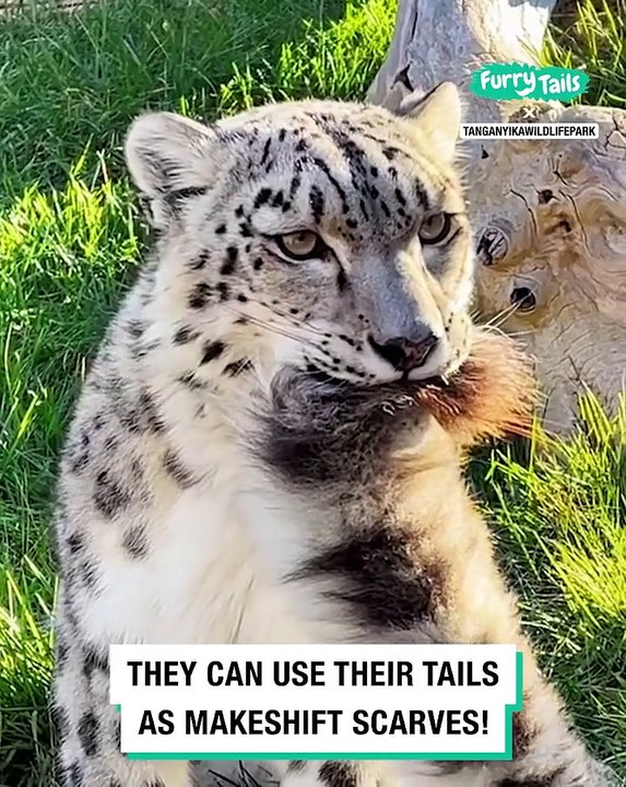 Lach dich schlapp mit Lustige Pfoten Ч. 66