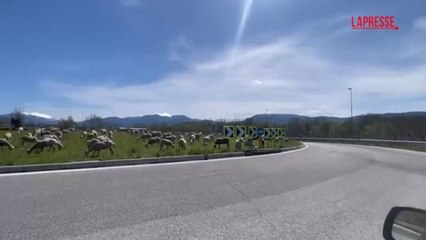 Le rotonde stradali de L'Aquila prese d'assalto da greggi di pecore