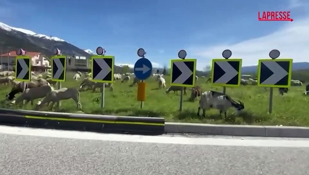 L'Aquila, le rotonde stradali prese d'assalto da greggi di pecore