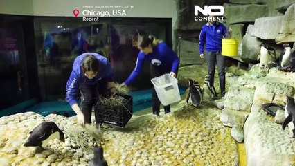 NO COMMENT: Comienza la temporada de anidación de los pingüinos en el acuario de Chicago