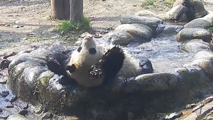 This Panda Loves Doing Aqua Yoga! You Have to See it to Believe It
