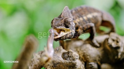 Super slow motion shot of a chameleon catching and eating a grass