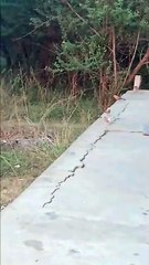 Cute birds sound video status video in tamil for shorts video in tamil for shorts feed