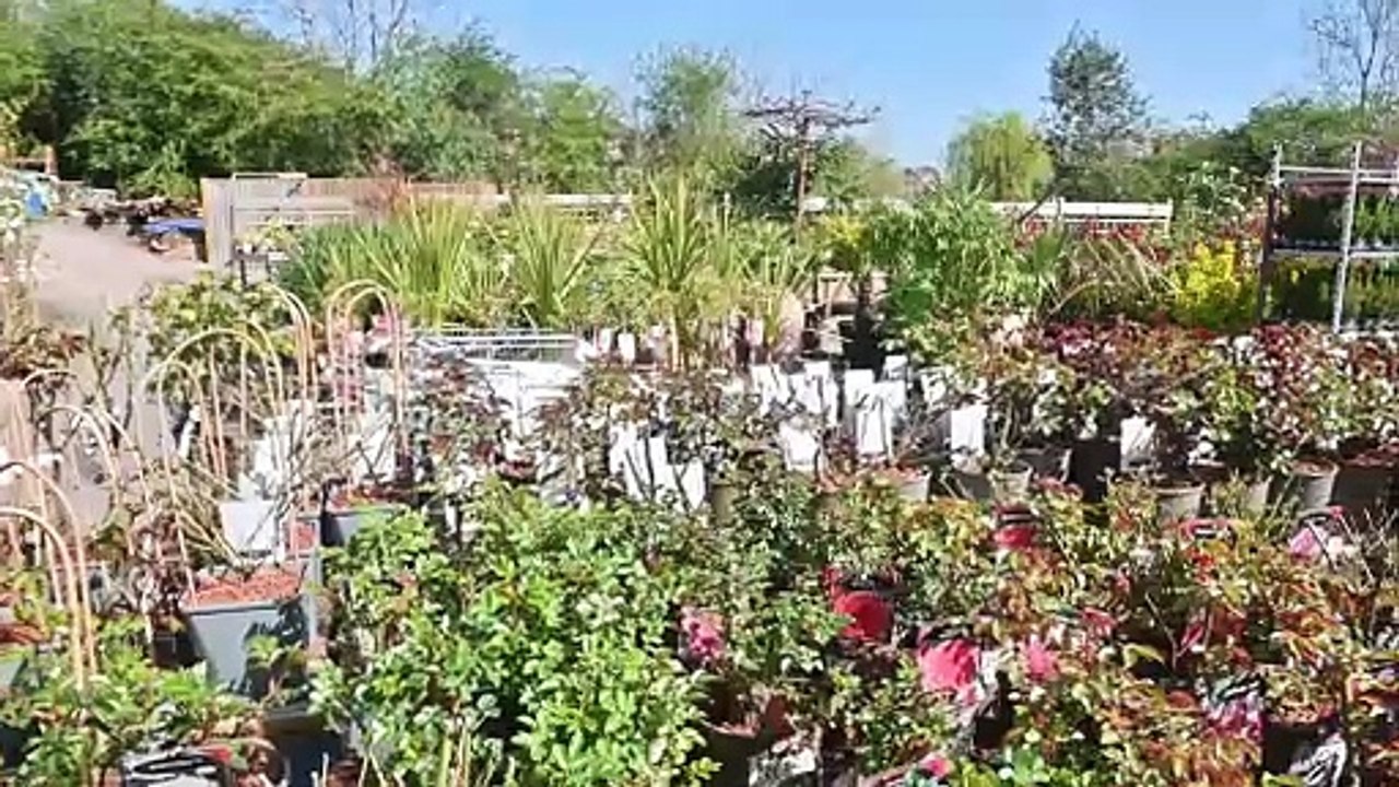 Lakeside Garden Centre in Telford celebrates it's 20th Birthday.