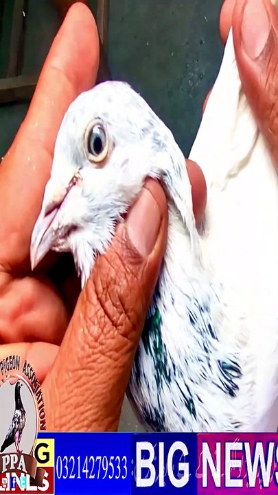 Subscribe Our YouTube Channel For Complete Videos https://www.youtube.com/@PakistanPigeonAssociation