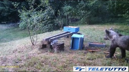 Video News - Lupi e orsi, una presenza fissa