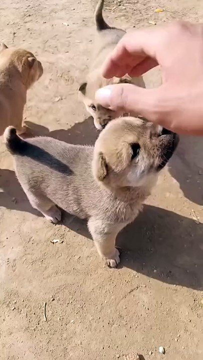 Meow & Woof Universe