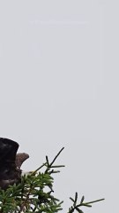 🦅 Le Bald Eagle, un prédateur redoutable des cieux !Abonne-toi pour ne rien manquer ! 😉