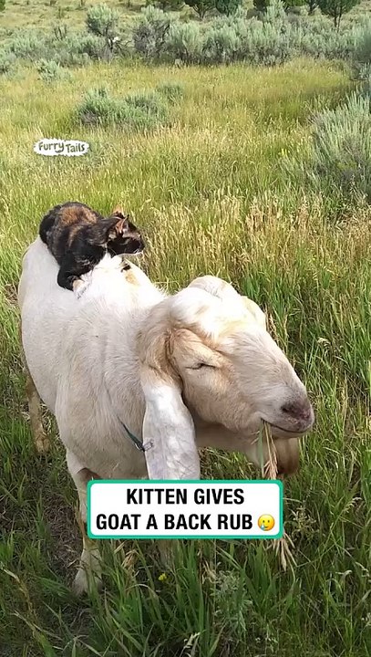 Kitten gives goat a massage