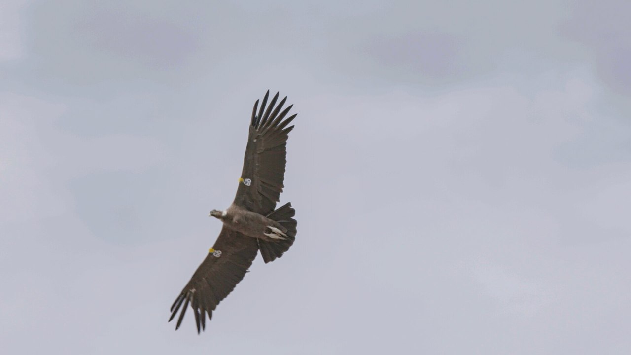 Héroïnes de nature