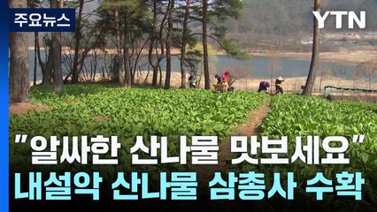 "알싸한 산나물 맛보세요"...내설악 산나물 삼총사 수확 / YTN