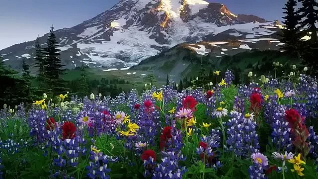 لن يأتي الزمان بمثلك إلا أن يشاء الله هذه التلاوة هي الأروع على الإطلاق للشيخ عبد الباسط عبد الصمد