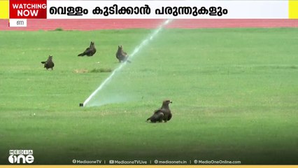 ചൂടിൽ വാടി കണ്ണൂർ; പക്ഷി മൃഗാദികളും ചൂടിന്റെ രൂക്ഷത അനുഭവിക്കുന്നു