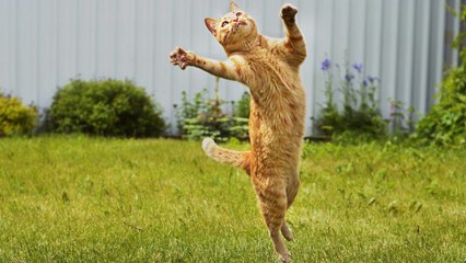 La vie secrète des chats