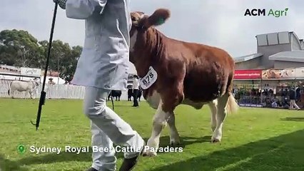 Sydney Royal Beef Cattle Paraders