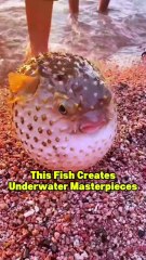 This Fish Creates Underwater Masterpiece