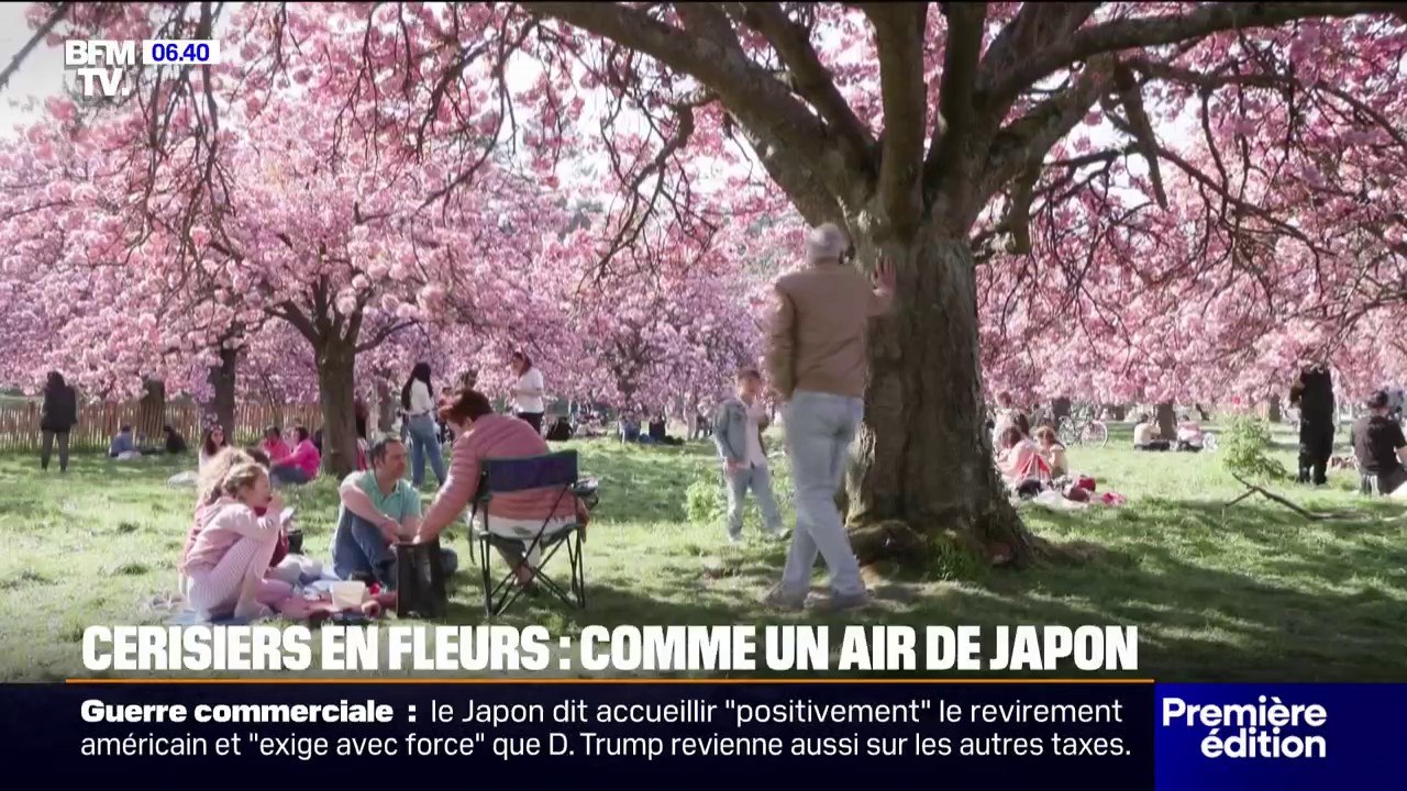 Au parc de Sceaux, dans les Hauts-de-Seine, personne ne veut rater la floraison des cerisiers du Japon personne ne veut rater la floraison des cerisiers du Japon) personne ne veut rater la floraison des cerisiers du Japon