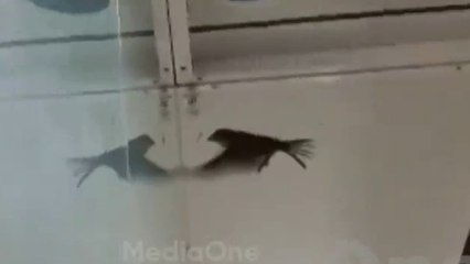 'ഇനി ഞാൻ ഈ വഴിക്ക് വരില്ലേ...കലക്ടറുടെ ഉത്തരവെത്തി, പിന്നാലെ കുരുവി പറന്നുയുർന്നു'