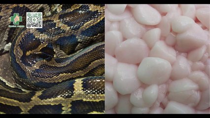 Mỡ trăn trị mụn - Hiệu quả thực sự hay chỉ là lời đồn?