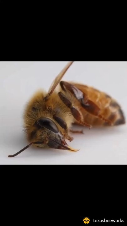 Bees are dying, and they need our help.