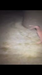 Solo hay 400 en el planeta: así fue el raro encuentro con un Haast tokoeka