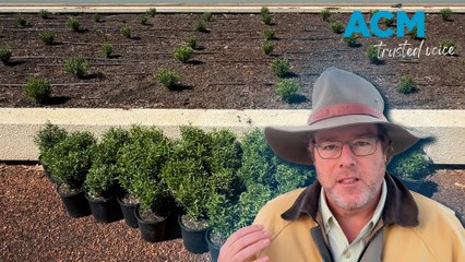What’s planted along Anzac Parade?