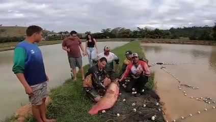 Unbelievable World Biggest Fish catching - Classy Creativity