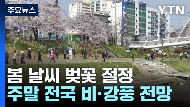 [날씨] 분홍빛 벚꽃 활짝 핀 불광천...주말 '태풍급 비바람' / YTN
