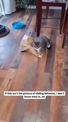 “Bet You Can’t Watch This Without Smiling”