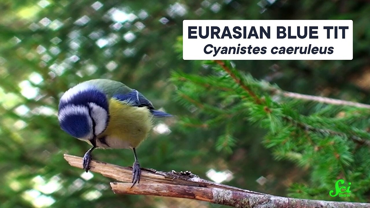 Amazing Scientific Discoveries by Ordinary People | Mind-Blowing Facts