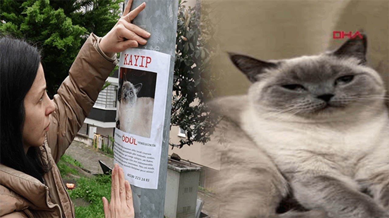 Kayıp kedi ‘Badem’i bulana altın ödülü