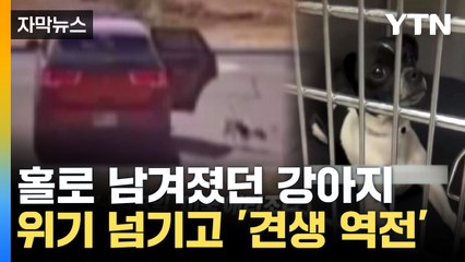 [자막뉴스] 버려졌던 2살 벤지 '견생 역전'...경찰서에 입양됐다 / YTN