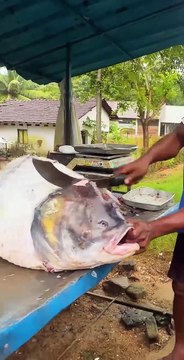 Live Biggest Catla Fish Eggs In World Fish Cutting Cleanig Skills Village Life