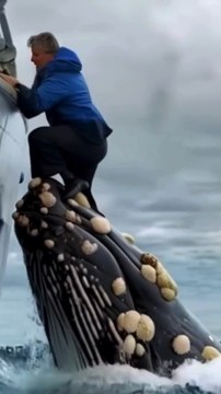 Whale Saved the troubled drowning Man