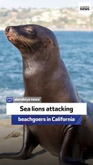 Sea lions attacking beachgoers in California