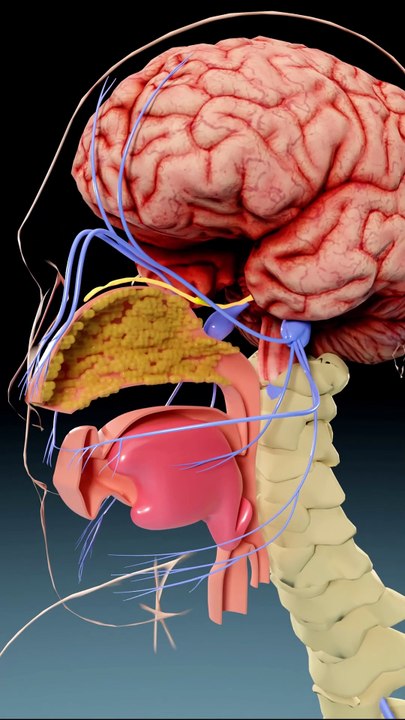 How Brain Eating Amoeba Kills. (3D Animation) #shorts