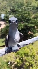 video about birds life and hunting birds etc