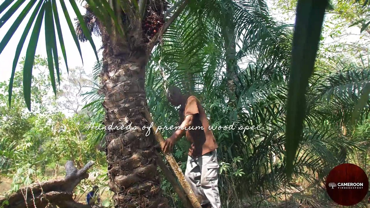Export-Ready Hardwood Logs & Lumber | Worldwide Supply | Cameroon Timber Export Sarl