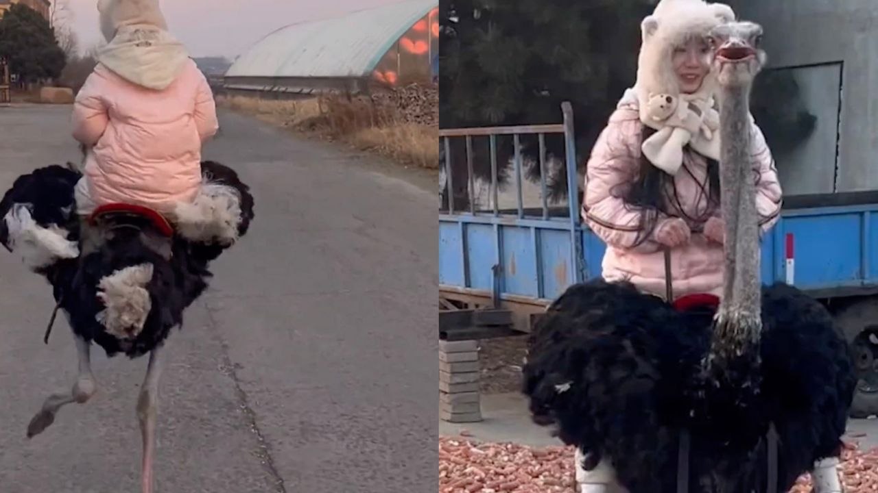 Frau wird von Strauß weggeschleudert, als dieser über offenes Feld rennt