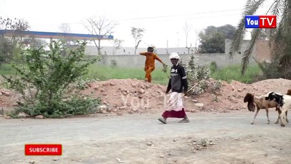 Number daar Ka Sagay Baap Se Dhoka Harami Ulad Funny Video | Most Comedy Funny Video |Numberdar Hd 2025