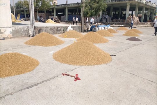 अबकी बार तीसरी आंख की निगरानी में होगी समर्थन मूल्य पर चना- सरसों की खरीद