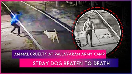 Stray Dog Beaten To Death By Army Personnel At Pallavaram Camp, Disturbing Video Goes Viral